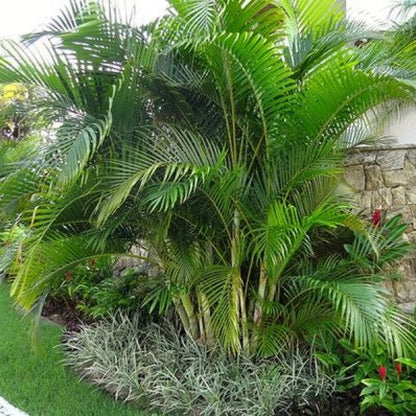 Areca Palm Outdoor (Chrysalidocarpus Lutescens)