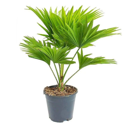 Chinese Fan Palm, Livistona Chinensis, Fountain Palm