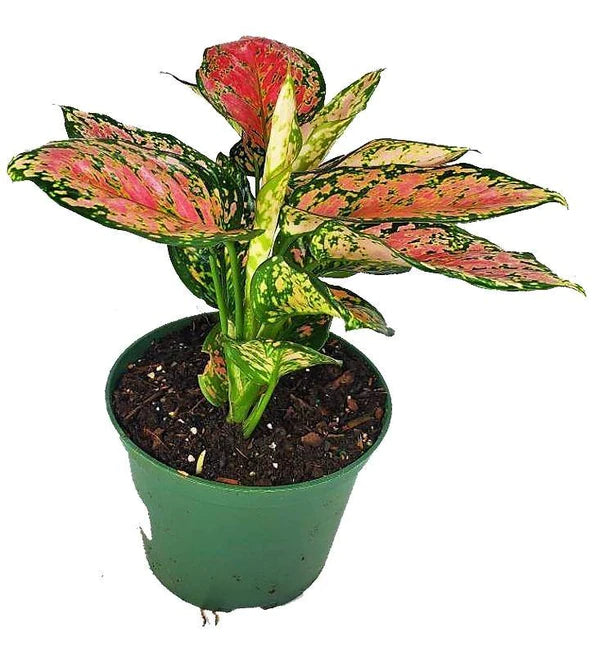 Aglaonema Ruby