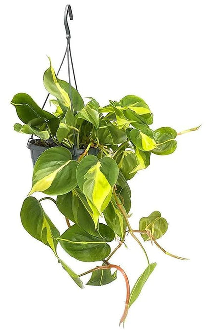 Philodendron Brasil, Heartleaf Philodendron