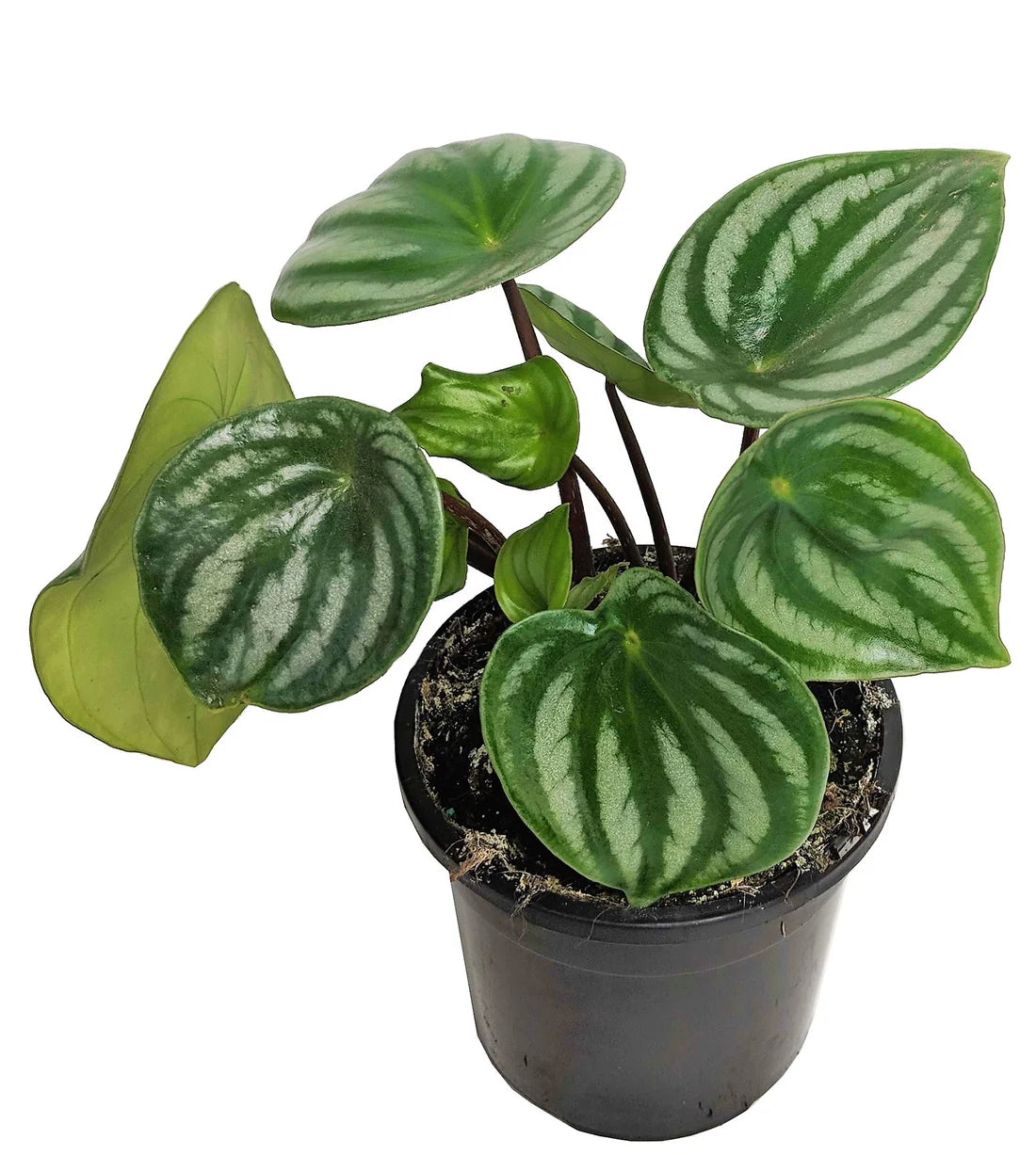 Watermelon Peperomia, Peperomia Argyreia