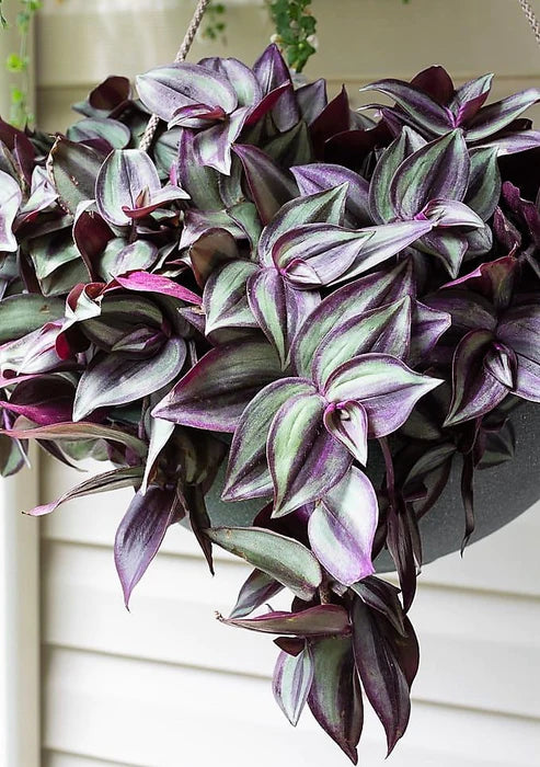 Tradescantia zebrina , Wandering Jew