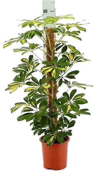 Schefflera Arboricola, Gold Capella, Dwarf Umbrella Tree