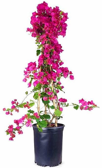 Great Bougainvillea, Bougainvillea Spectabilis