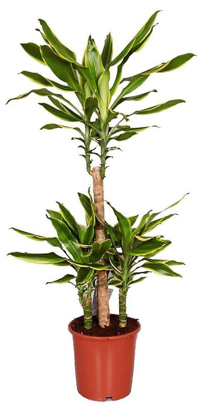 Dracaena Fragrans, Golden Coast, Cornstalk Dracena