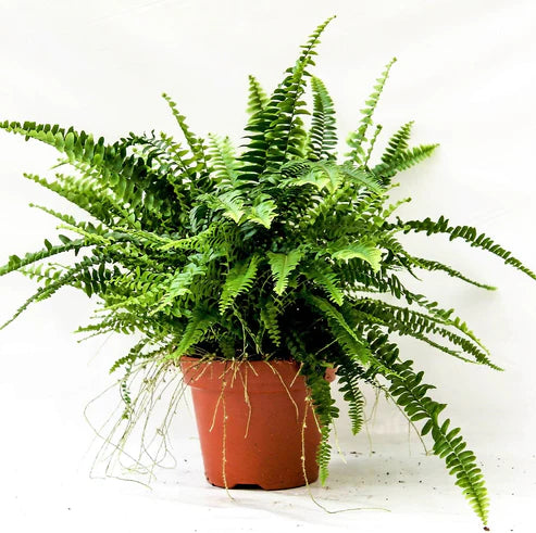 Nephrolepis exaltata, Green Lady, Boston Fern or Sword Fern