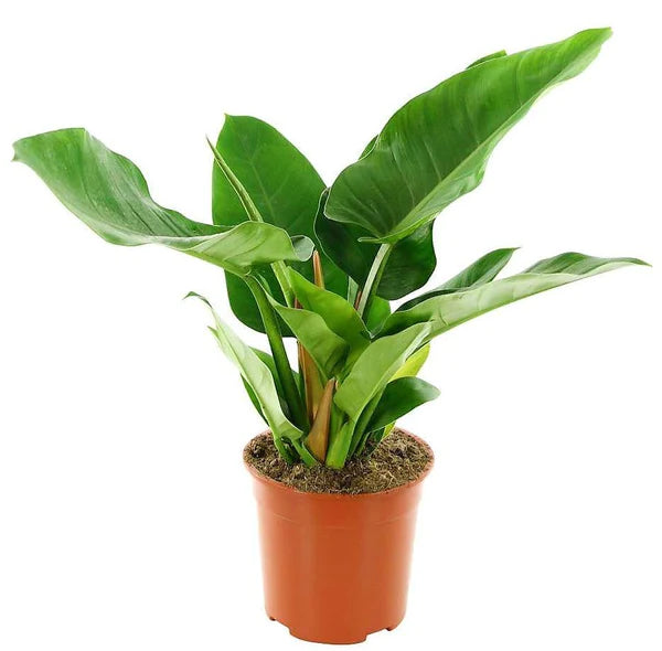 Philodendron Imperial Green