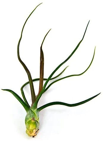 Tillandsia Bulbosa, Air Plant