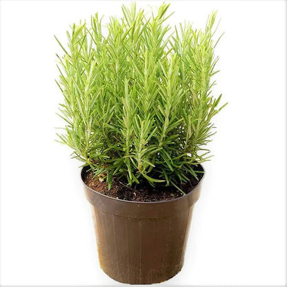 Rosmarinus Officialis, Rosemary Herb Outdoor