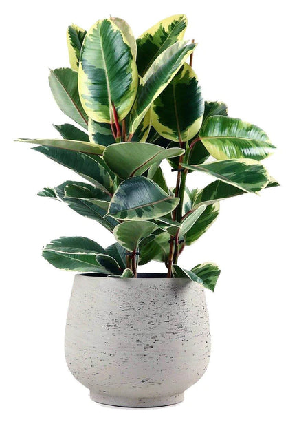 Ficus Elastic Tineke