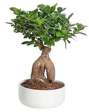 Ficus Ginseng Bonsai