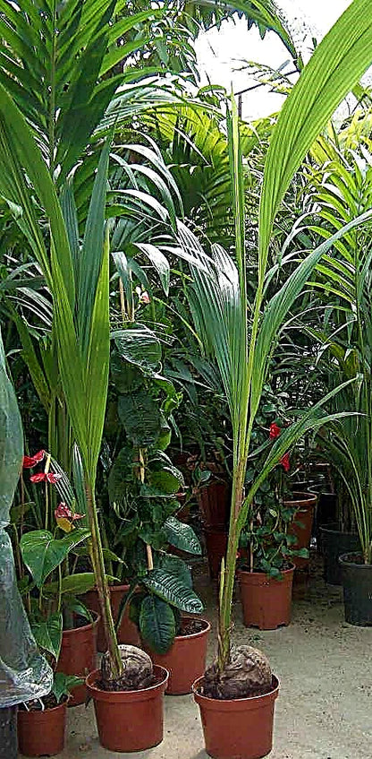 Coconut Palm, Cocos Nucifera