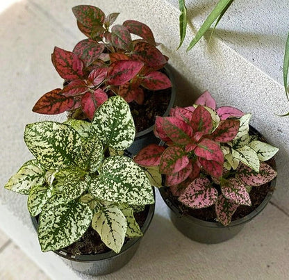 Polka Dot Plant, Hypoestes Phyllostachya indoor