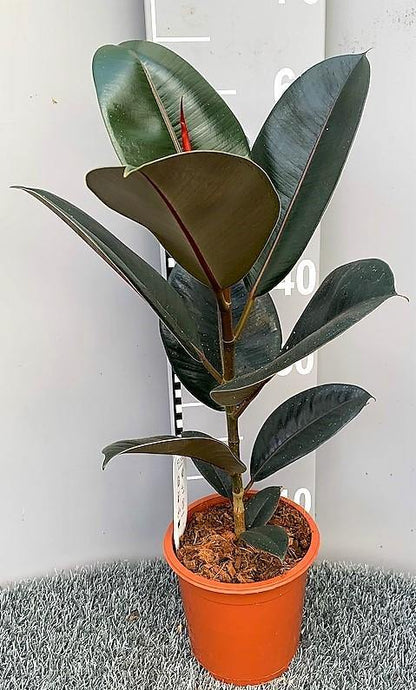 Ficus elastic Abidjan, Rubber Plant