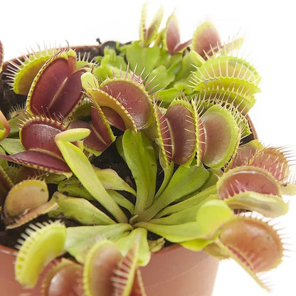 Venus Flytrap , Dionaea Muscipula