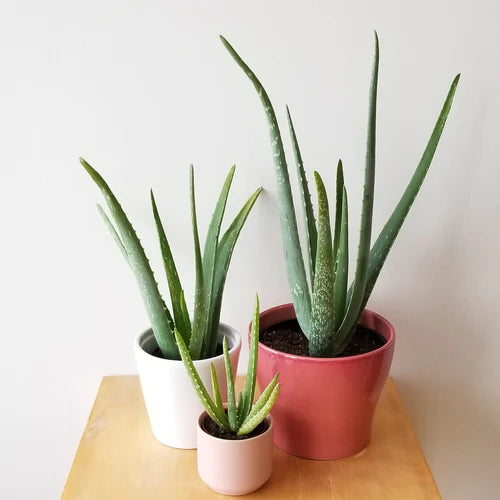 Aloe Vera, Medicina Aloe, Indoor