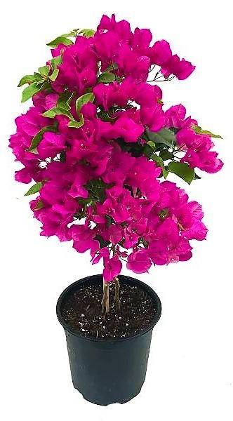 Bougainvillea Spectabilis Pink