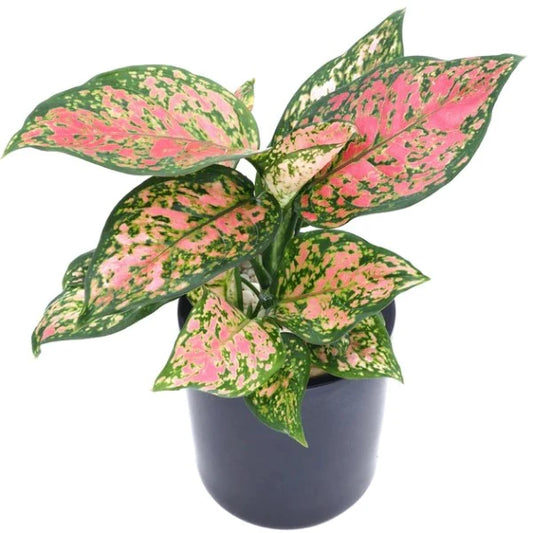 Aglaonema Red Valentine