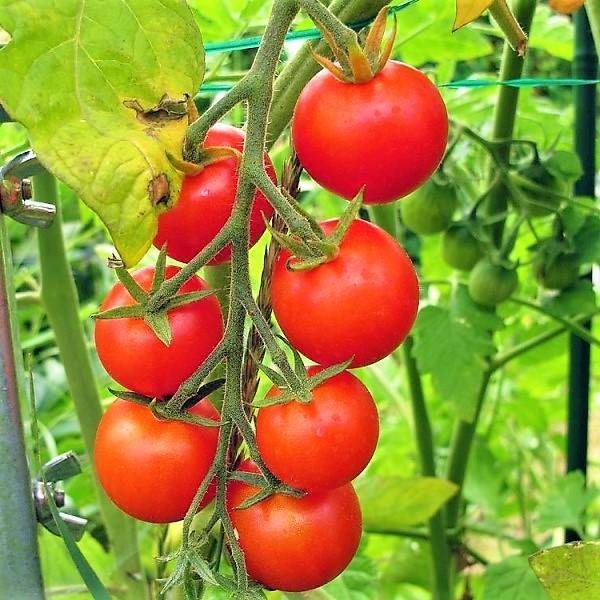 Cherry Tomato Plant