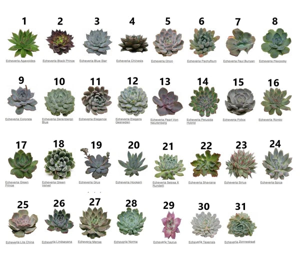 Mini succulents "Per Piece"