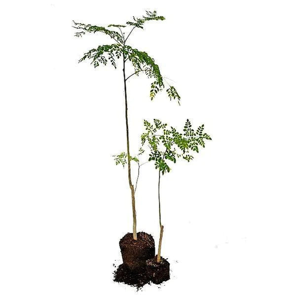 Moringa Oleifera, Drum Stick