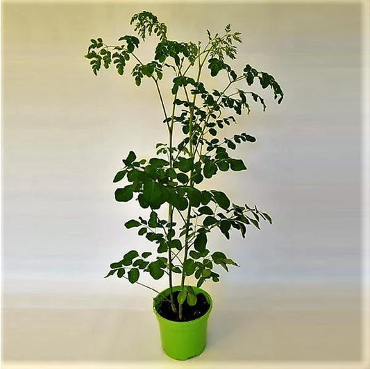 Moringa Oleifera, Drum Stick