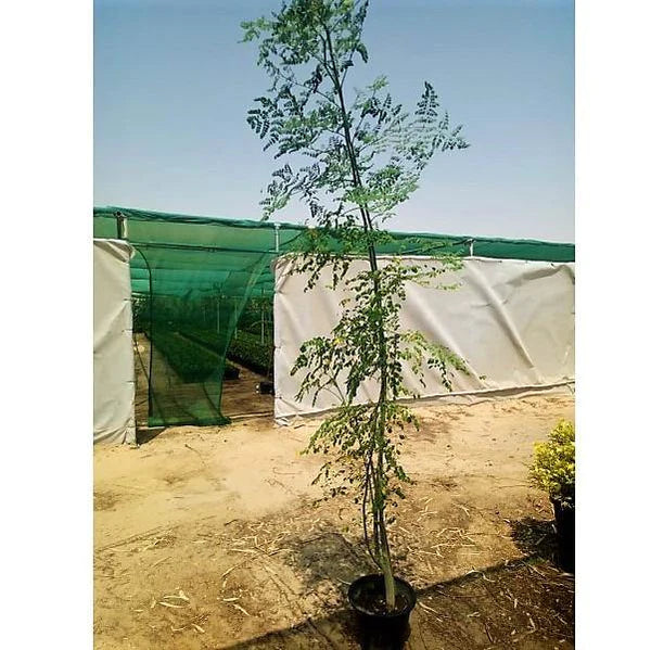 Moringa Oleifera, Drum Stick