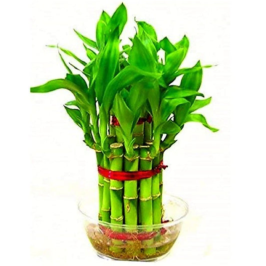 Lucky Bamboo Steps, Dracaena Sanderiana