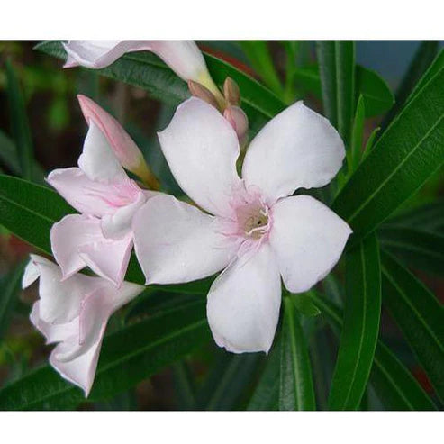 Nerium Oleander