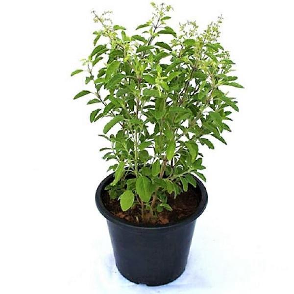 Tulsi plant, Ocimum Tenuiflorum, Holy Basil