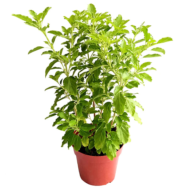 Tulsi plant, Ocimum Tenuiflorum, Holy Basil