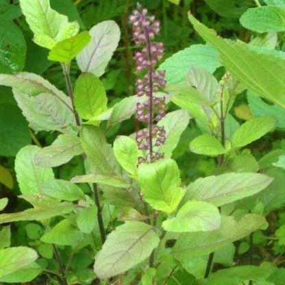 Tulsi plant, Ocimum Tenuiflorum, Holy Basil