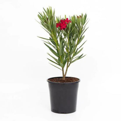 Nerium Oleander