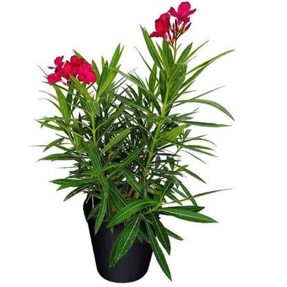 Nerium Oleander