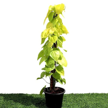 Scindapsus Golden, Golden Money Plant