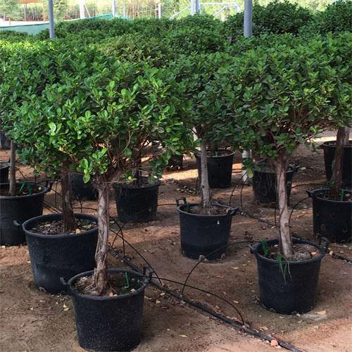 Ficus Diversifolia Single Head