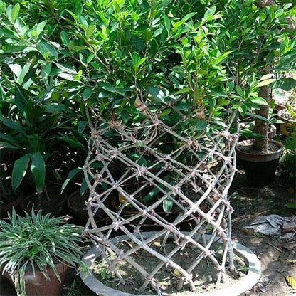 Ficus Panda Cage Shape