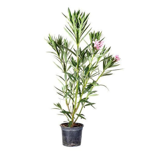 Nerium Oleander