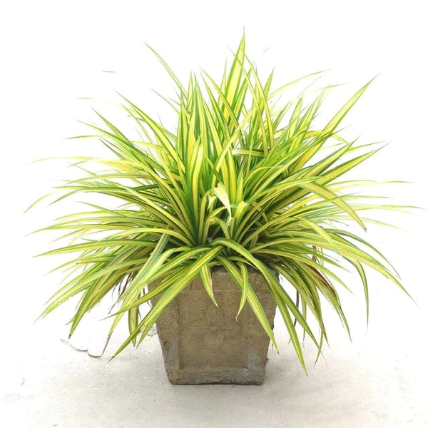 Spider Plant, Chlorophytum comosum, Variegatum