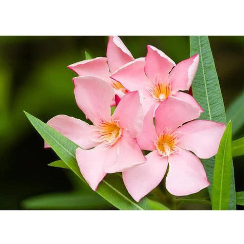 Nerium Oleander