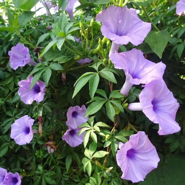 Ipomoea cairica, Cairo morning glory, coast morning glory