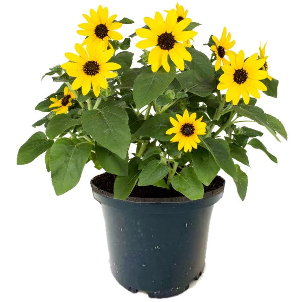 Ornamental Sunflower, Helianthus Annuus