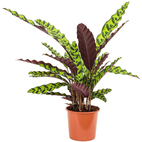 Calathea Lancifolia, Rattlesnake Plant