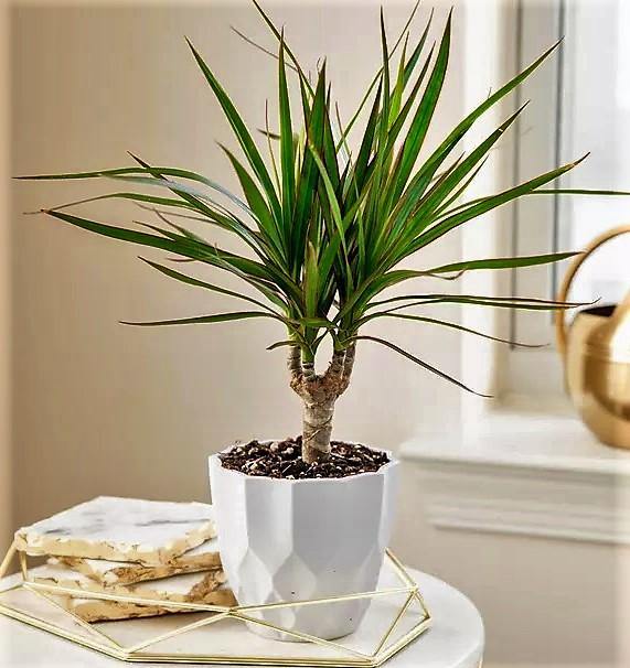 Dracaena Draco, Drago, Dragon Tree