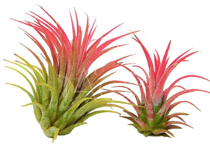 Tillandsia Lonantha Red Clumb