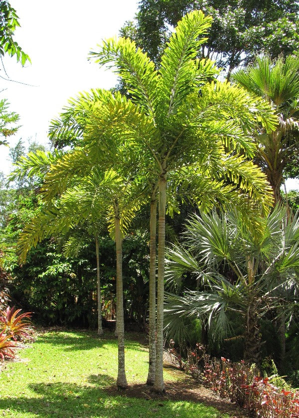 Foxtail Palm, Wodyetia Bifurcata