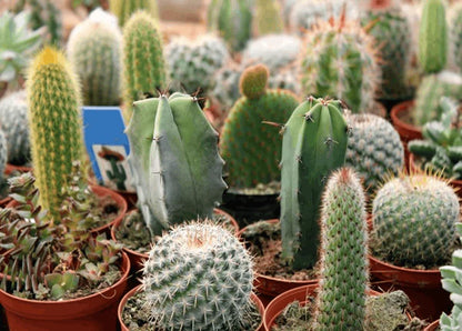 Ornamental Cactus