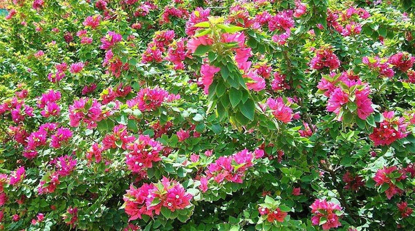 Bougainvillea Pink Pixie