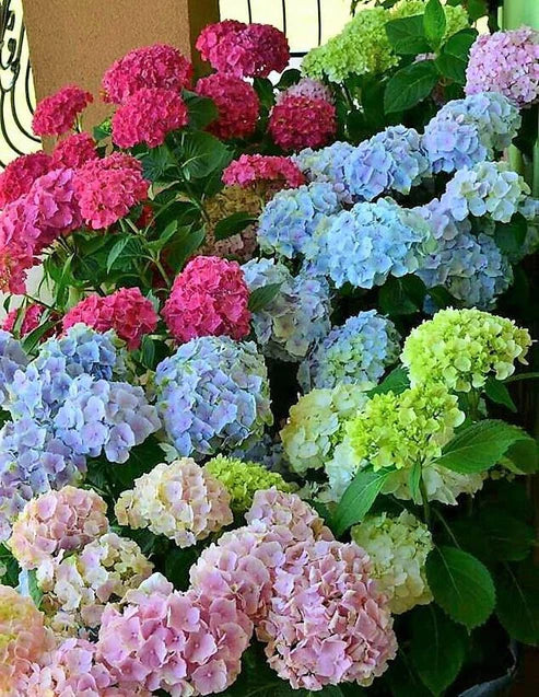 Hydrangea Mix