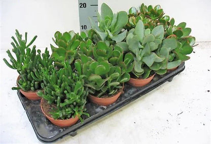 Crassula Mix